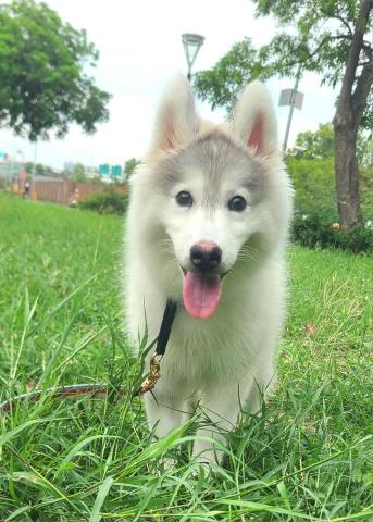 心 禾 狗 狗 教 學 - 