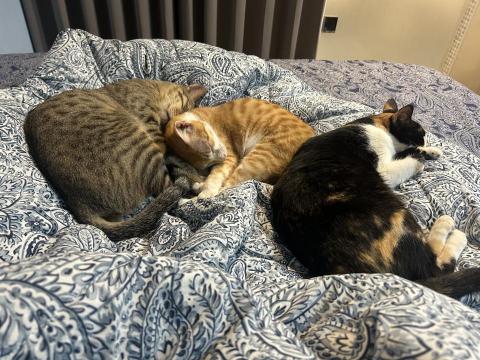 Eunice Yin - 我有養三隻貓咪，無聊時候家裡陪貓！希望能夠找到在家裡就能上班的工作