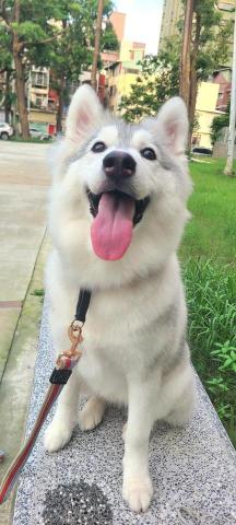 心 禾 狗 狗 教 學 - 