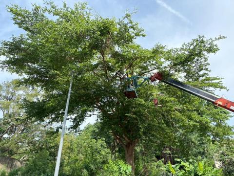 歐克環境 - 我們的鋸樹團隊擁有多年經驗，配備專業吊車及安全防護裝備，由訓練有素的鋸樹人員升至高空，精準分段鋸除樹枝與樹幹，有效避免樹木倒塌造成危險或損壞周邊設施。

✅ 安全施工
✅ 快速清理
✅ 適用高大或難以接近的樹木

不論是都市巷弄、大樓旁或風災後倒塌的樹木，我們都能為您處理！