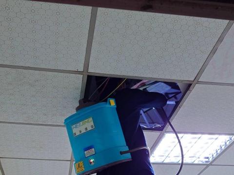 濰淨環衛有限公司 - 跳蚤防治