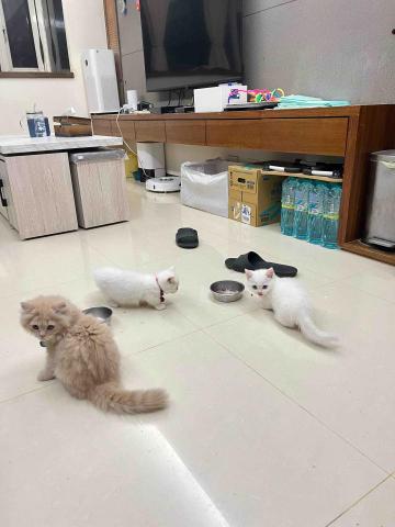 Huang, Renata小魚 (小魚) - 