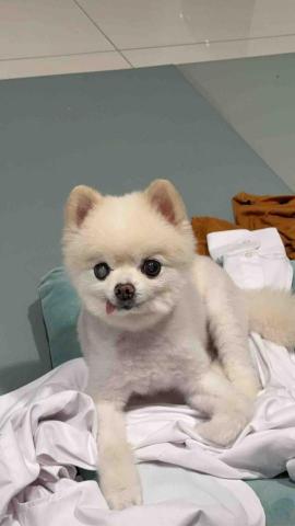 Nia - 我家的狗兒