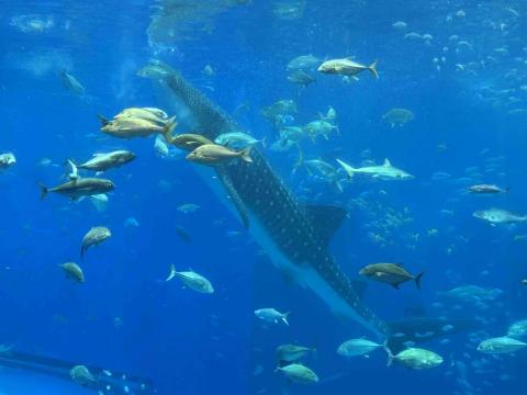 提供711影印服務的專家喬安