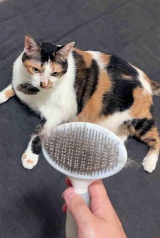 港人有路-台中萬事屋 - 寵物保姆-照顧梳毛