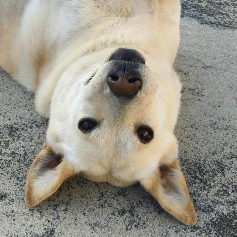 郭芸臻 - 我家小狗