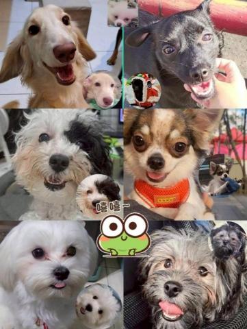 （有大露台）莯莯坊寵物保姆 - 