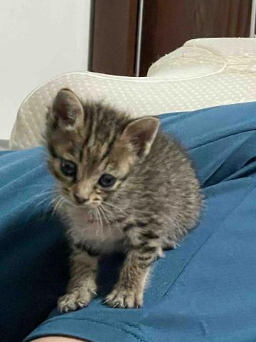 提供3d列印服務的專家林侑廷