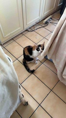 summer寵物保母 - 咪咪:個性敏感不親人,必須跟她保持一點距離,不然她會非常緊張。 summer寵物保母 - 咪咪:個性敏感不親人,必須跟她保持一點距離,不然她會非常緊張。