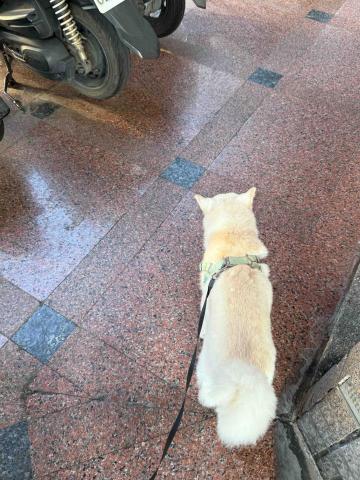 寵物の褓母歪歪 - 