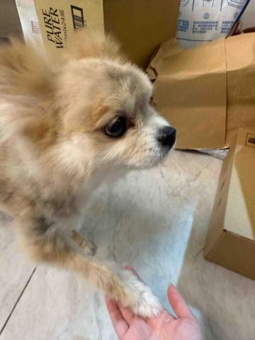 寵物の褓母歪歪 - 