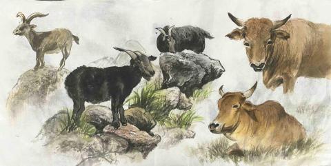 黃書慧 -  黃書慧 -