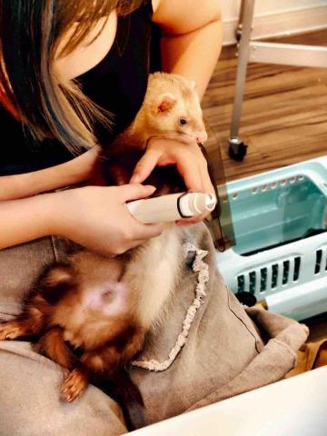 寵物の褓母歪歪 - 