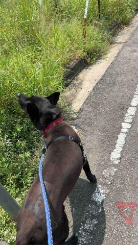 summer寵物保母 - Mufasa:大型犬,長得大隻也很聰明,活動力不是特別的強,散步一下下就要回家,雖然長得比較兇悍,其實一點也不兇。 summer寵物保母 - Mufasa:大型犬,長得大隻也很聰明,活動力不是特別的強,散步一下下就要回家,雖然長得比較兇悍,其實一點也不兇。