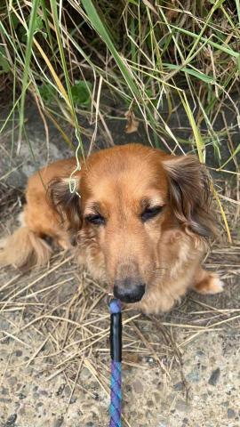 summer寵物保母 - FiFi:剛看到我不熟悉還不太敢出來跟我去散步,我溫柔地跟牠打招呼牠才慢慢靠近我。 summer寵物保母 - FiFi:剛看到我不熟悉還不太敢出來跟我去散步,我溫柔地跟牠打招呼牠才慢慢靠近我。