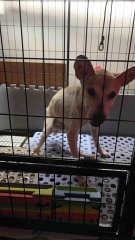 summer寵物保母 - 斑比:16歲老犬,眼睛看不到後腳無力,容易跌倒,所以平時會生活在籠子裏,個性非常隨和,喜歡吃。 summer寵物保母 - 斑比:16歲老犬,眼睛看不到後腳無力,容易跌倒,所以平時會生活在籠子裏,個性非常隨和,喜歡吃。