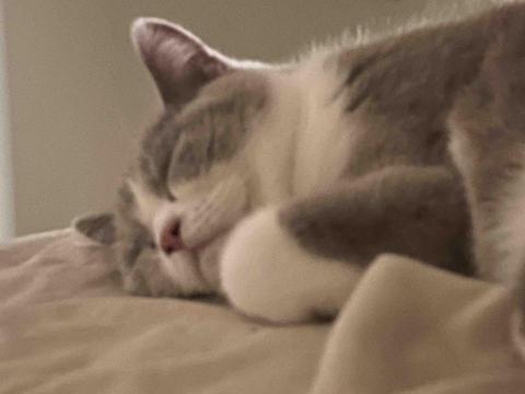 寵物保姆 - 這是我家的貓貓，名叫冬天