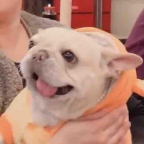 提供保姆服務的專家寵物保姆