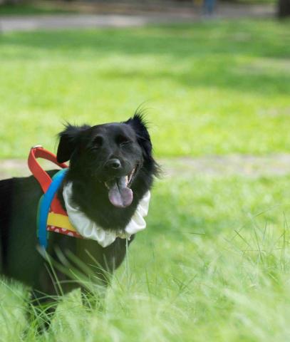 凱凱攝影工作室 -  凱凱攝影工作室 -