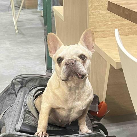 寵物保姆 - 這是我家的狗狗，名叫丸子