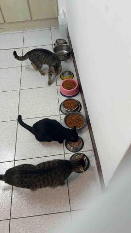 summer寵物保母 - 寶貝們的食物補好補滿,飼主也不用擔心他們會餓肚子,因為我隨時都在。 summer寵物保母 - 寶貝們的食物補好補滿,飼主也不用擔心他們會餓肚子,因為我隨時都在。