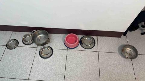 summer寵物保母 - 飼主因為颱風天無法回來,請我過去照顧5寶,我進門發現已經斷糧了。 summer寵物保母 - 飼主因為颱風天無法回來,請我過去照顧5寶,我進門發現已經斷糧了。