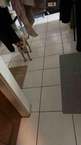 summer寵物保母 - 球球:雖然每次我去她都會一直叫來掩飾內心的不安,但是後來可以給我摸摸了。 summer寵物保母 - 球球:雖然每次我去她都會一直叫來掩飾內心的不安,但是後來可以給我摸摸了。