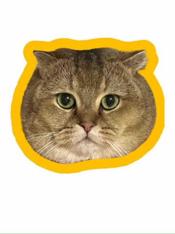 Jade Leung - 寵物照片去背，貼紙風格設計