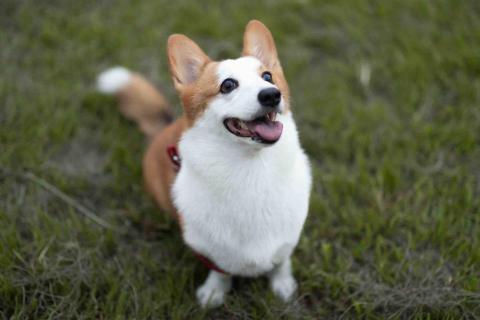 喬攝影 - 寵物寫真