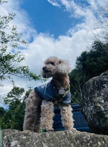 海底的喵 - 14歲姥姥狗"豚豚"