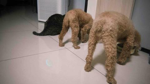 高雄到宅寵物保姆&middot;柔柔 - 一般照護-進食