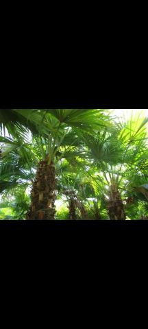 菩提園林 園藝工作室 - 