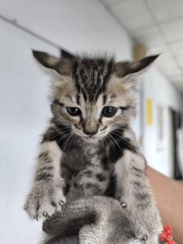 海底的喵 - 與"夏天"的第一次見面~小小流浪貓