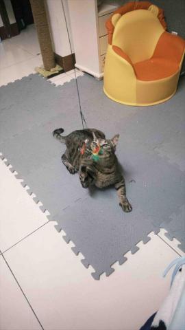 高雄到宅寵物保姆&middot;柔柔 - 一般照護-陪玩