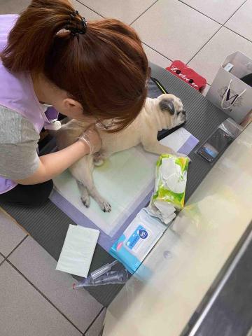 高雄到宅寵物保姆&middot;柔柔 - 進階照護-擠尿便