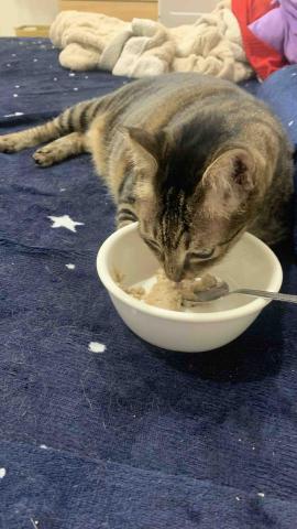 高雄到宅寵物保姆&middot;柔柔 - 進階照護-手餵食