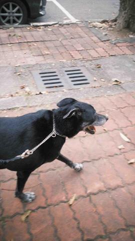 高雄到宅寵物保姆&middot;柔柔 - 外出遛狗