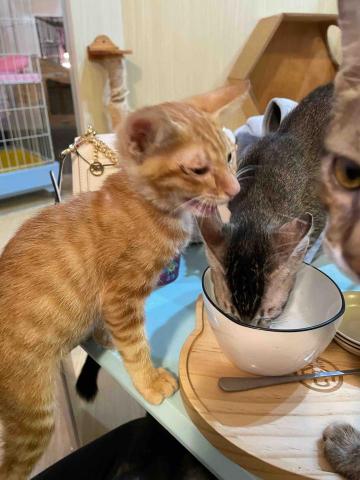 必達超人 - 可愛的卯咪