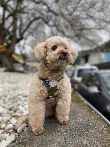 海底的喵 - 14歲姥姥狗"豚豚"