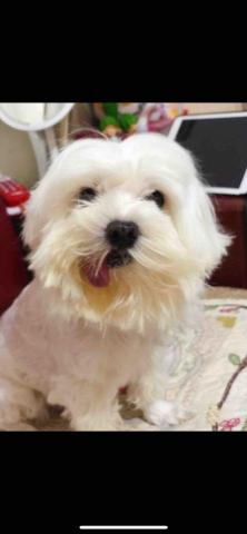 提供東港寵物店服務的專家好白