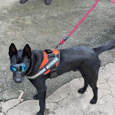 提供遛狗绳服務的專家涂桂淩