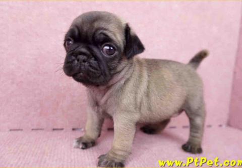 提供高中物理服務的專家朱為濬