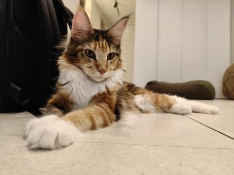 周喵喵個人整潔室 -  周喵喵個人整潔室 -