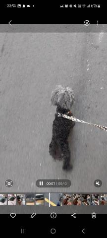 歐白白 -  歐白白 -