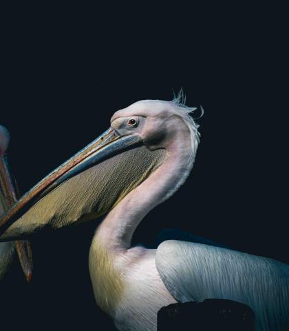 提供單人拉丁舞服務的專家廷 動物攝影 影音剪輯