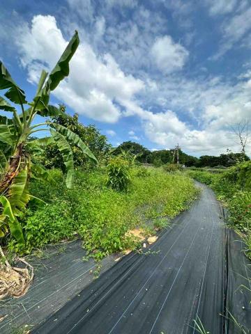 蔡承宏 - 台中西屯（除草前）
