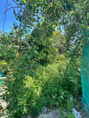 蔡承宏 - 雲林西螺（除草前）