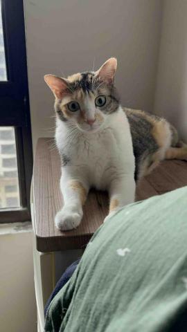 戴小涵 - 到府寵物