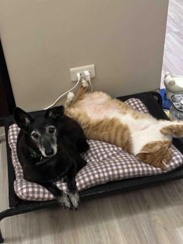 戴小涵 - 家中米克斯跟貓咪