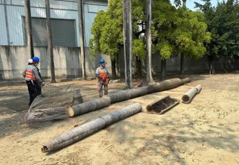 真誠熱衷的為你服務 - 修剪樹木